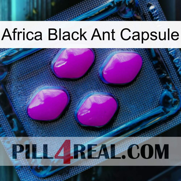 Africa Black Ant Capsule 04.jpg